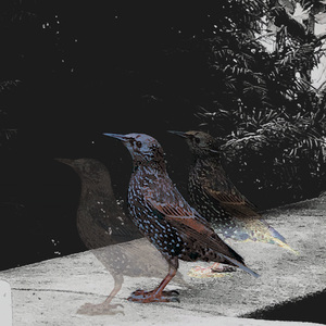 IV. A home for bipeds.