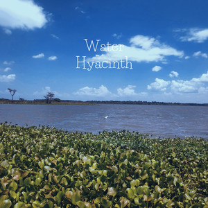 Water Hyacinth