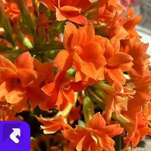 Lost-in-You (现场)