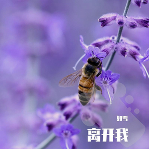 下辈子不一定还能遇见你 (Remix)