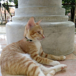 Baru sebulan dikota