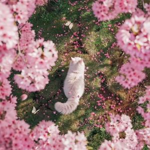 除了春天 爱情和樱花