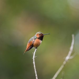 《七零六零养腰元气曲》