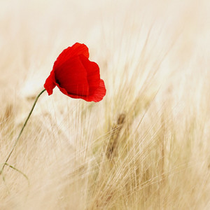 花の咲くあの場所で