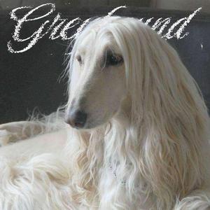 Greyhound