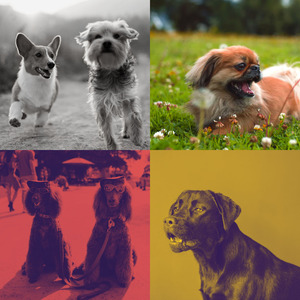 有趣训练犬情怀