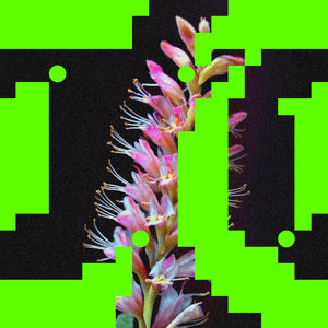 Better O'be New (Roy Rosenfeld Remix)