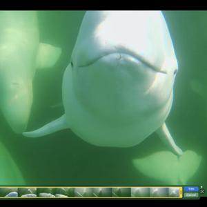 The Beluga Men from Churchill