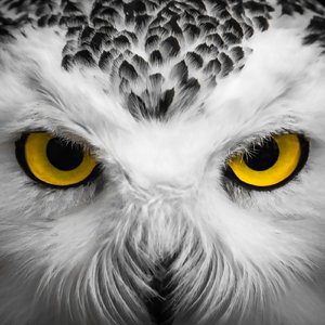 Suspicions (Studio 23 Disco Mix)