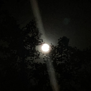 反对的只剩下月亮