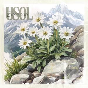 Edelweiss