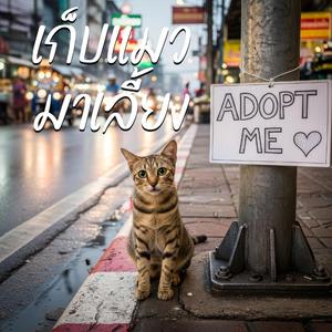 เก็บแมวมาเลี้ยง | ถูกเลี้ยงหัวใจ