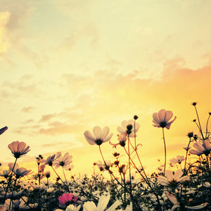 for my flowers