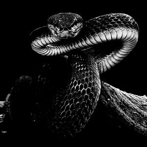 Calamaria Septentrionalis