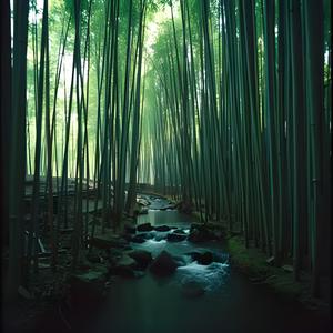 Zen Bamboo Grove