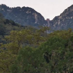 森林暮光