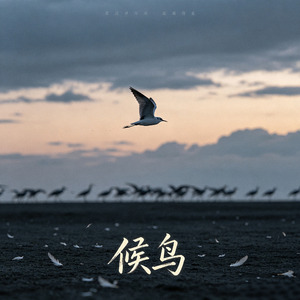 候鸟