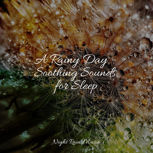 Gentle Rain on Window