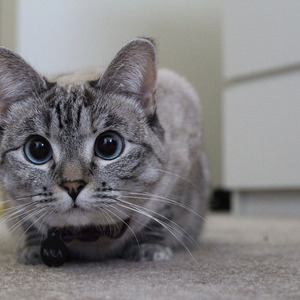 只有夜来香cover小队长