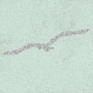 白鸟过河滩 pt.2