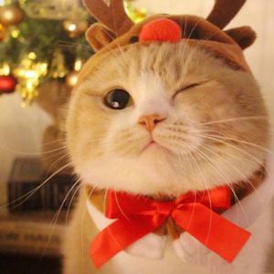 圣诞喵喵歌