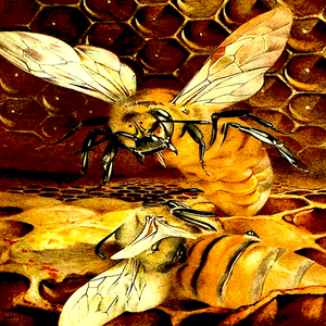 King B I'm from the Sky Though