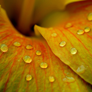 静养身心 (安静轻音乐)