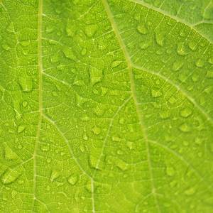 Saudade No coração