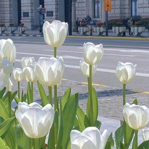 童话-thomeboydontkill（女生双人版）