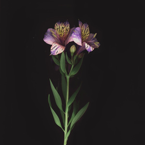 Red Tide (Vetle Nærø Remake)