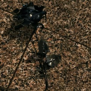 过期（prod.by Morrow)