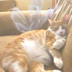 Shutterbugg (slowed)