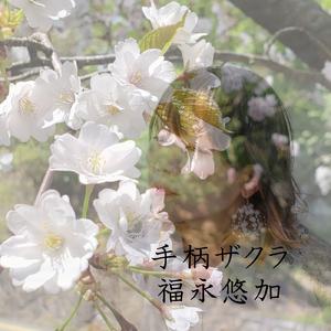 手柄ザクラ