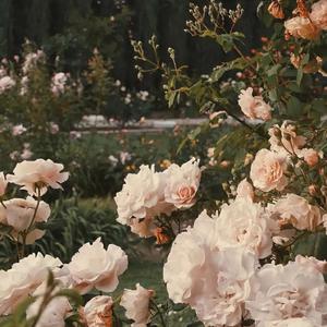 这一生关于你的风景