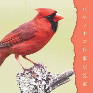 自然の音でリラックス