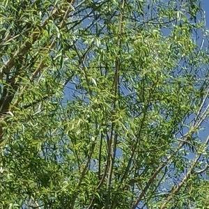 ——『光辉岁月』