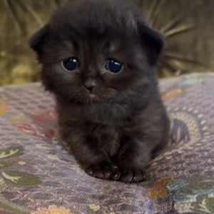 Pondicherry (slowed)