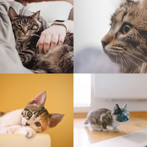 温和放松的猫梦想