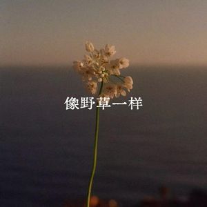 像野草一样