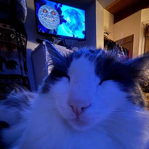 shawtybae (feat. yurk, Ka$torKitten & Shmarck)