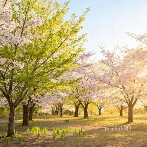 我会好好的 (Cover ycccc)