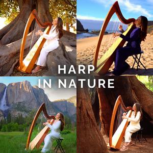 Harp in a Giant Redwood Tree