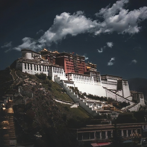 雪域杜鹃的曲声