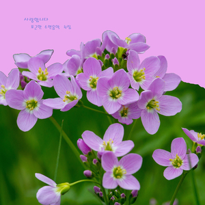 사랑합니다