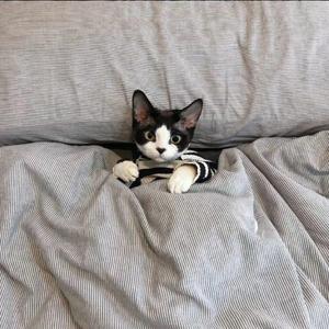 红色妖姬（咚咚咚）