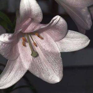 摇篮边的梦幻之曲