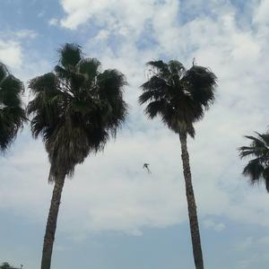 喷泉（翻自 老田）