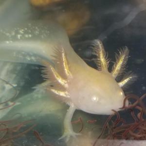 Axolotl