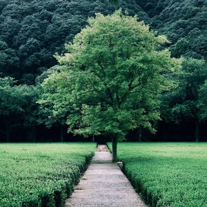 风入松