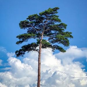 种成永远的故乡